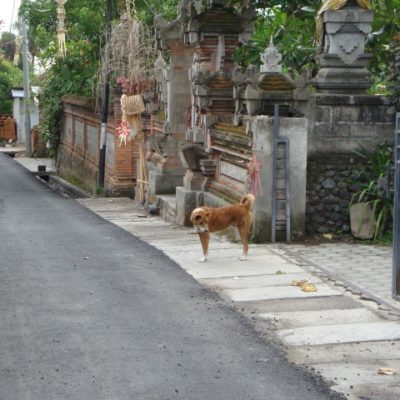 Bali dog