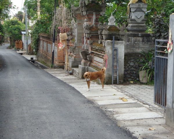 Bali dog