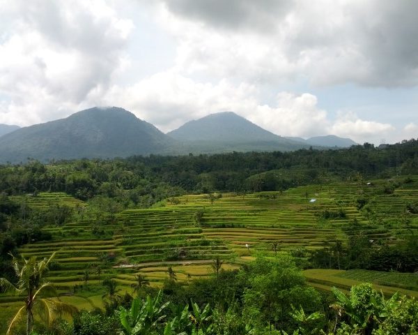 Bali rice terraces