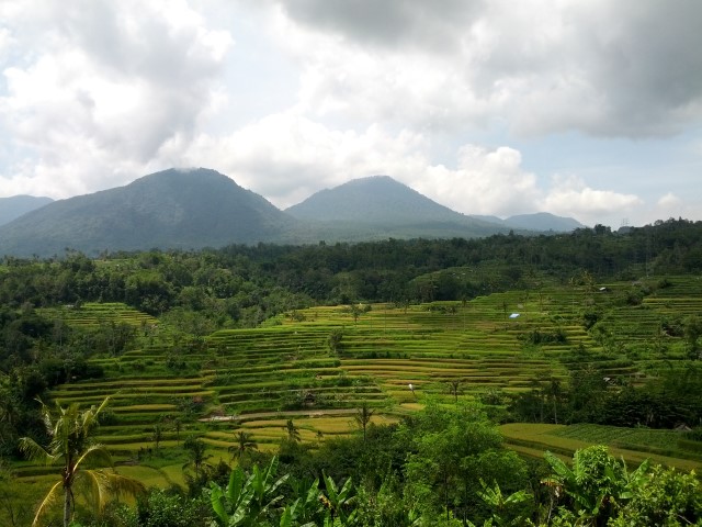 Bali rice terraces