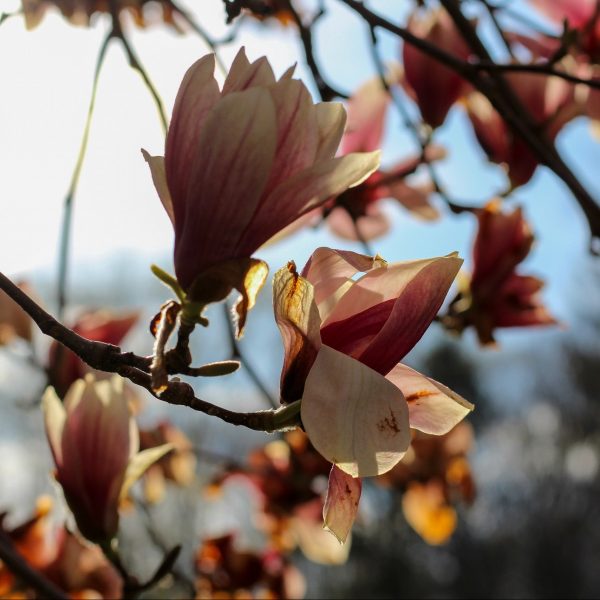 Flower blossoms on a tree